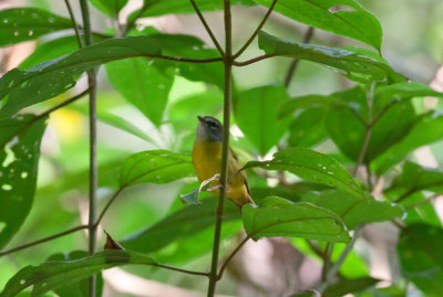 White-lored Warbler