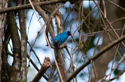 Swallow Tanager