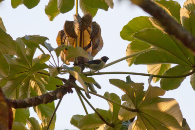 Black-headed Tanager