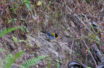 Golden-winged Sparrow
