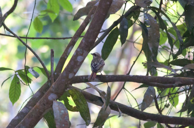 Streaked Flycatcher
