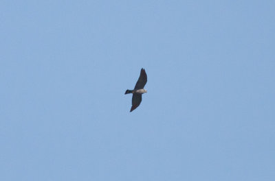 Plumbeous Kite
