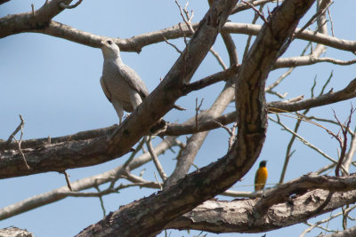 Gray-lined Hawk &Baltimore Oriole