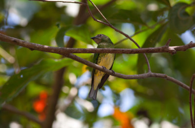 Swallow Tanager