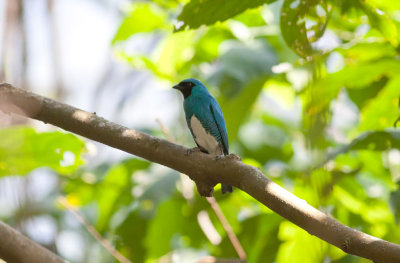 Swallow Tanager
