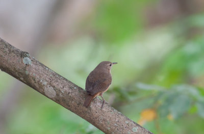 House Wren (Southern)