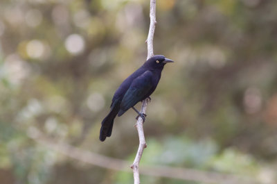 Carib Grackle