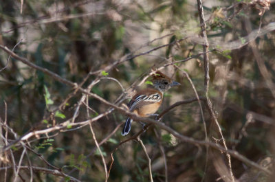 Black-crested Antshrike