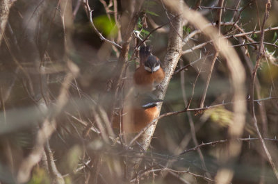 White-whiskered Spinetails