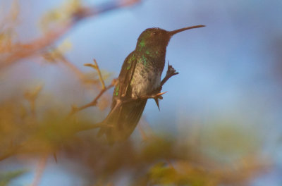 Shining-green Hummingbird