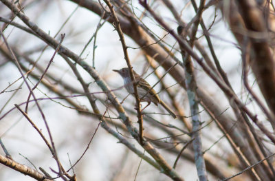 Pearly-vented Tody-Tyrant