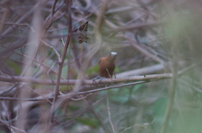 Chestnut Piculet