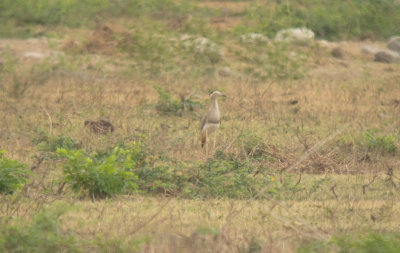 Double-striped Thick-knee