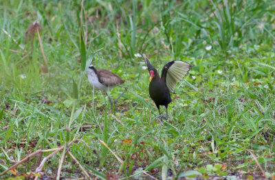 Wattled Jacanas