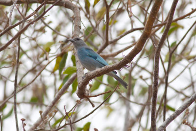 Glaucous Tanager