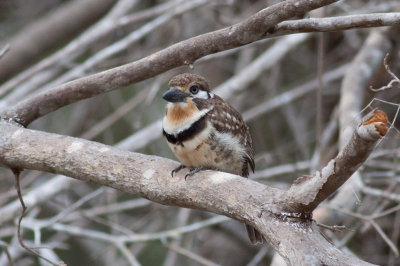 Russet-throated Puffbird (Russet-throated)