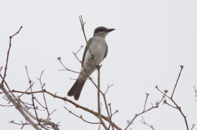Gray Kingbird