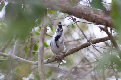 Black-crested Antshrike