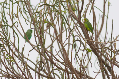 Green-rumped Parrotlets