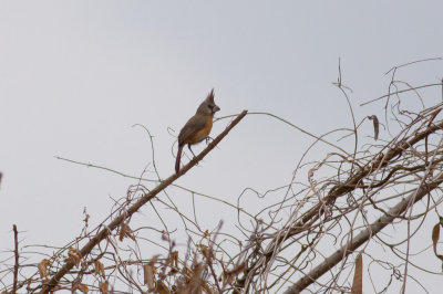 Vermilion Cardinal