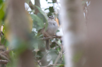 Toyoco Sparrow