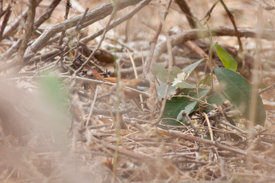 White-whiskered Spinetail