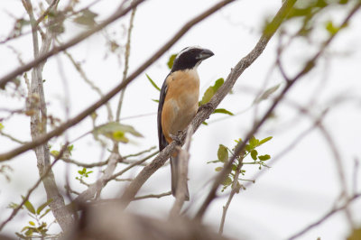 Orinocan Saltator