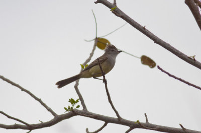 Northern Scrub Flycatcher