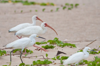 White Ibis