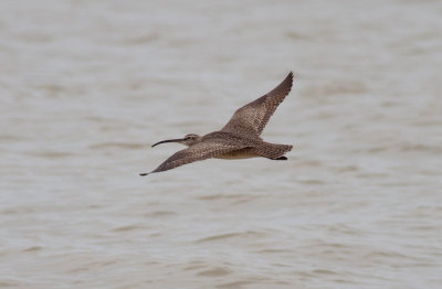 Whimbrel