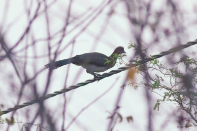Chestnut-winged Chachalaca