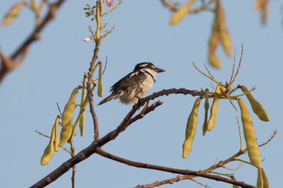 Pied Puffbird