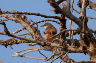 Yellow-chinned Spinetail