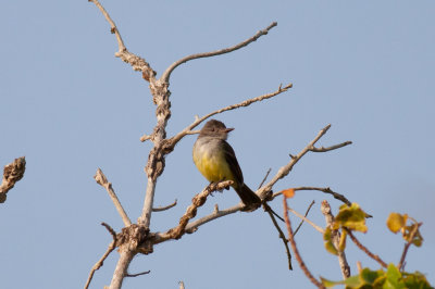 Panama Flycatcher