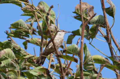 Bicolored Wren