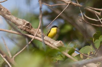 Common Tody-Flycatcher
