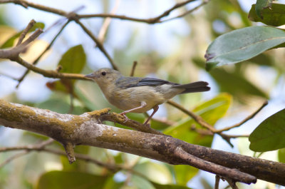 Bicolored Conebill