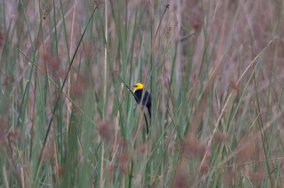 Yellow-hooded Blackbird