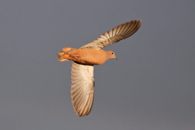 Eared Dove