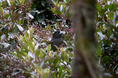 Mountain Cacique (Golden-shouldered)