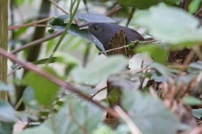 Pale-bellied (Mattoral) Tapaculo