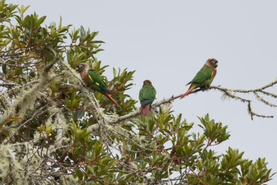 Brown-breasted Parakeets