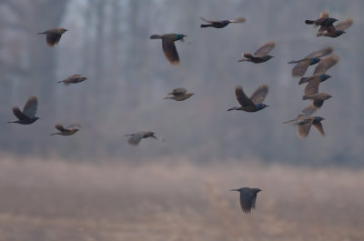 Rusty Blackbirds & Common Grackles