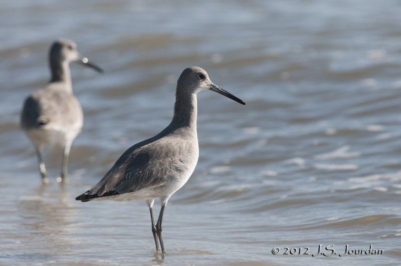 Willet012_6144b.jpg