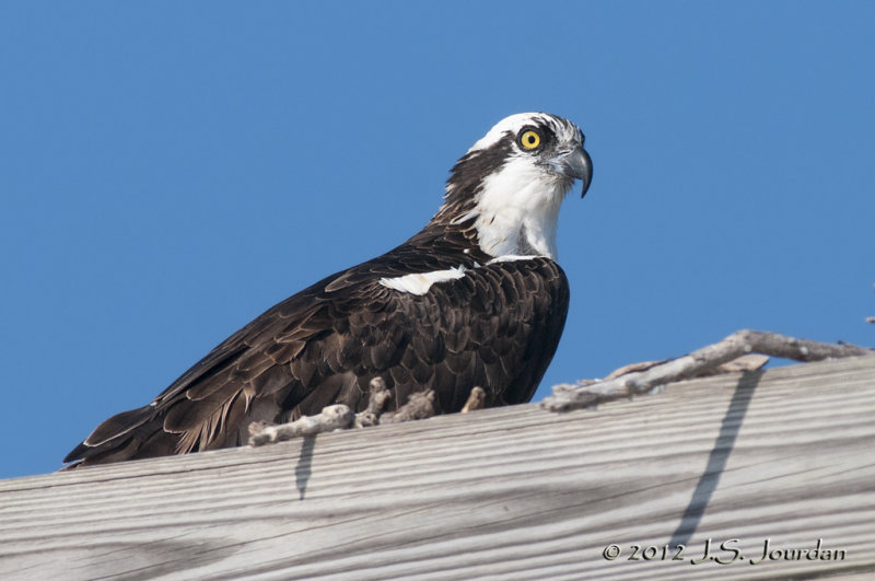 Osprey012_6166b.jpg