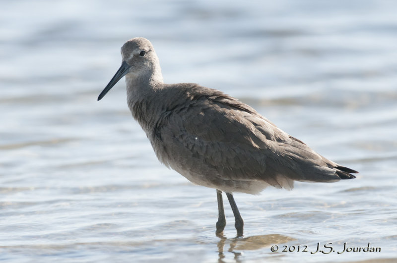 Willet012_6275b.jpg