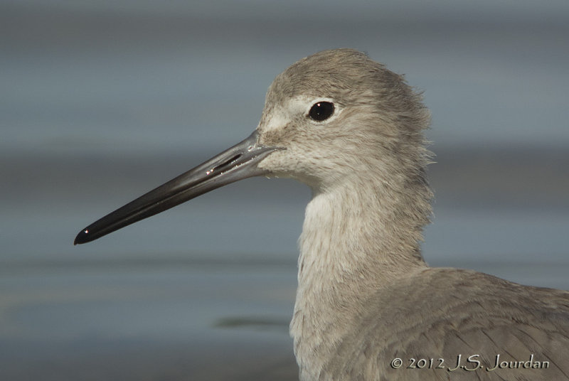 Willet6740b.jpg