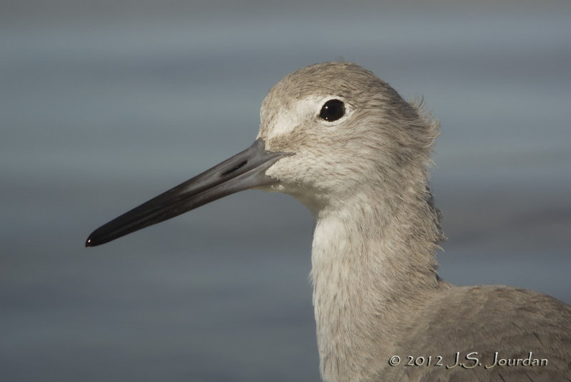 Willet6766b.jpg