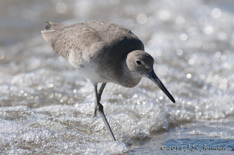 Willet012_6363b.jpg