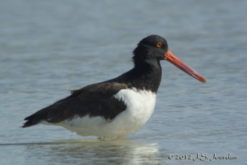 AmericanOystercatcher6898b.jpg